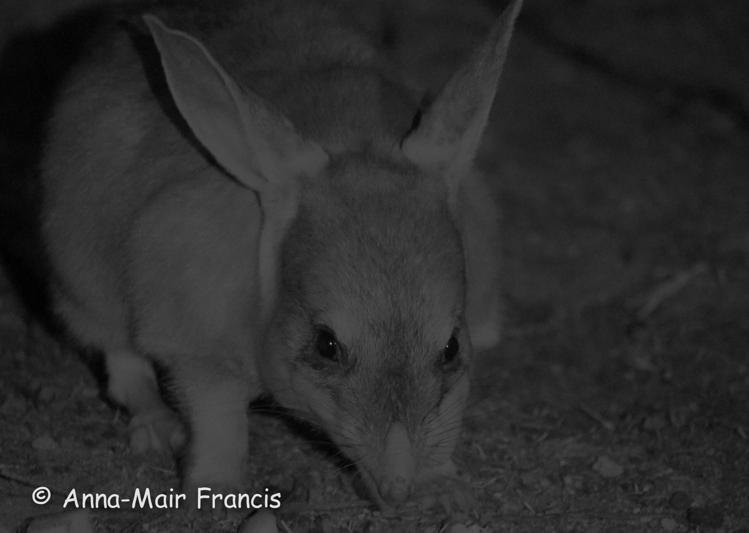 Dryandra Wildflowers and Wildlife Photographic Tour 3 day/2 nights