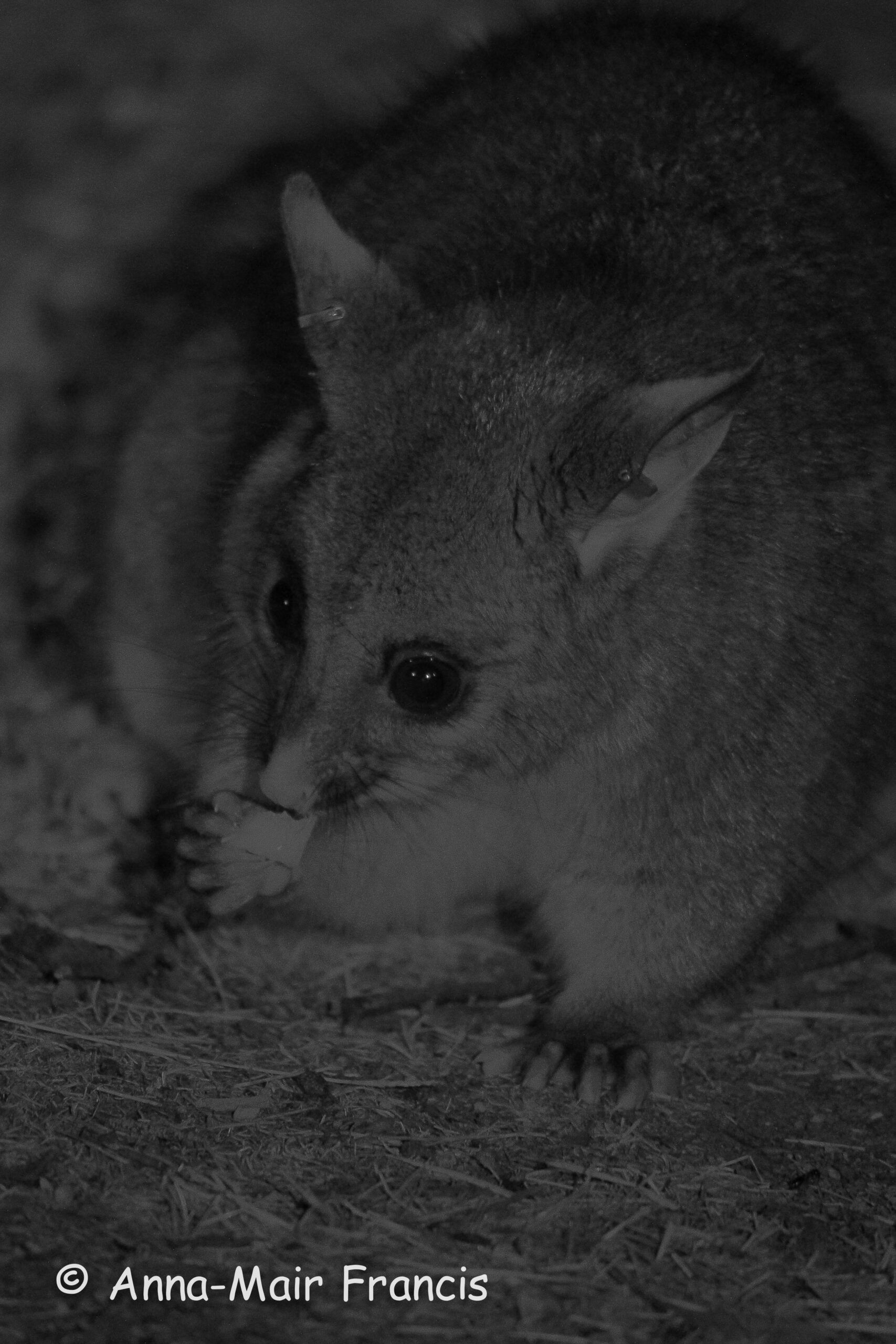 Dryandra Wildflowers and Wildlife Photographic Tour 3 day/2 nights