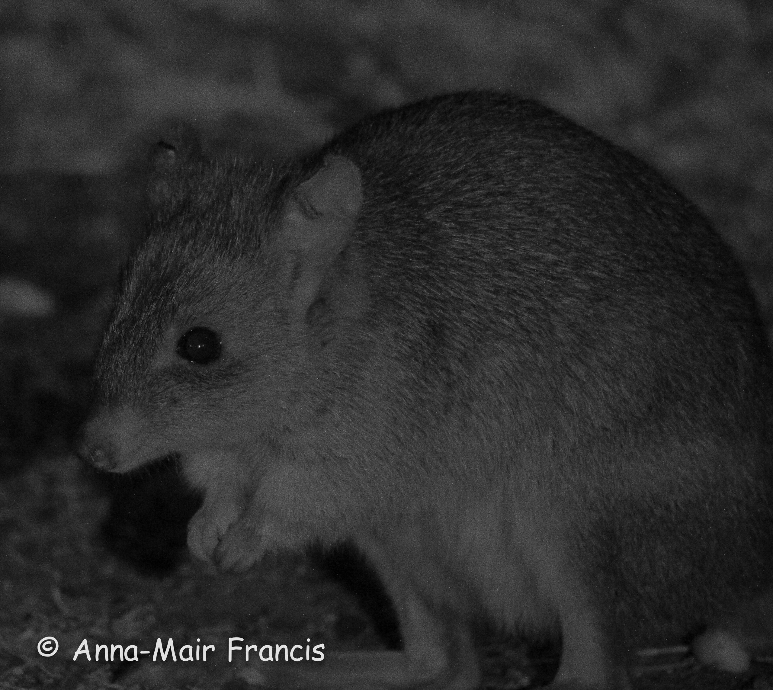 Dryandra Wildflowers and Wildlife Photographic Tour 3 day/2 nights