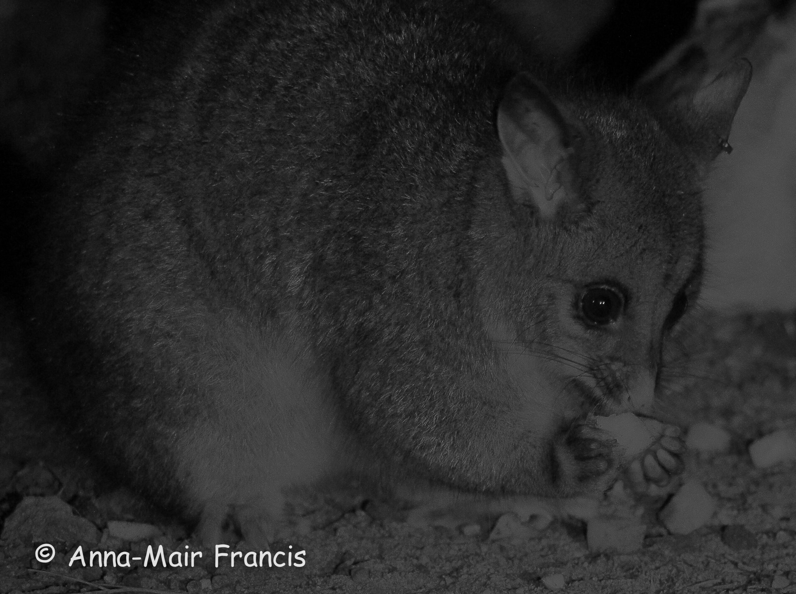 Dryandra Wildflowers and Wildlife Photographic Tour 3 day/2 nights