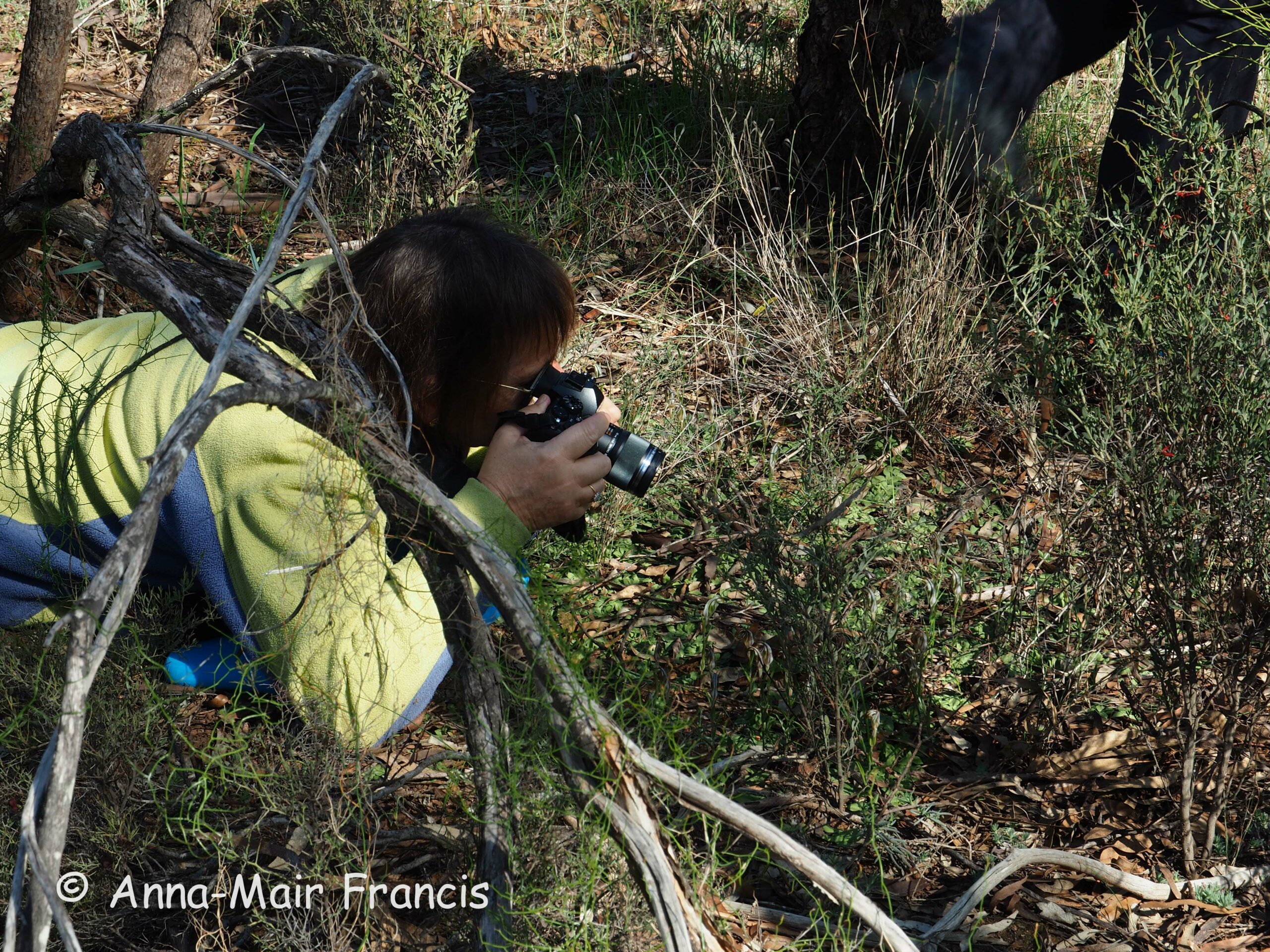 Dryandra Wildflowers and Wildlife Photographic Tour 3 day/2 nights