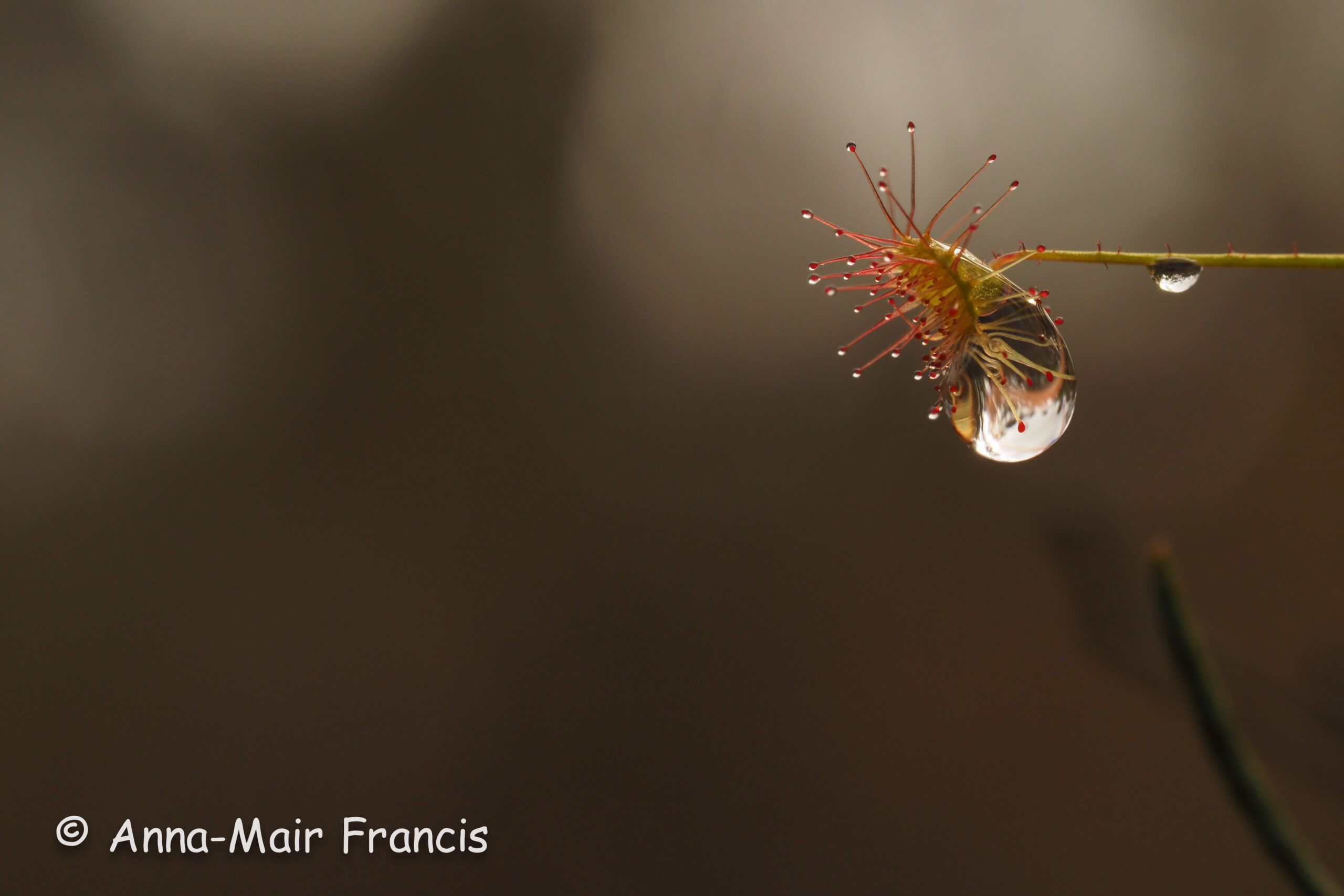 Half day Wildflower & Orchid Photographic Tour