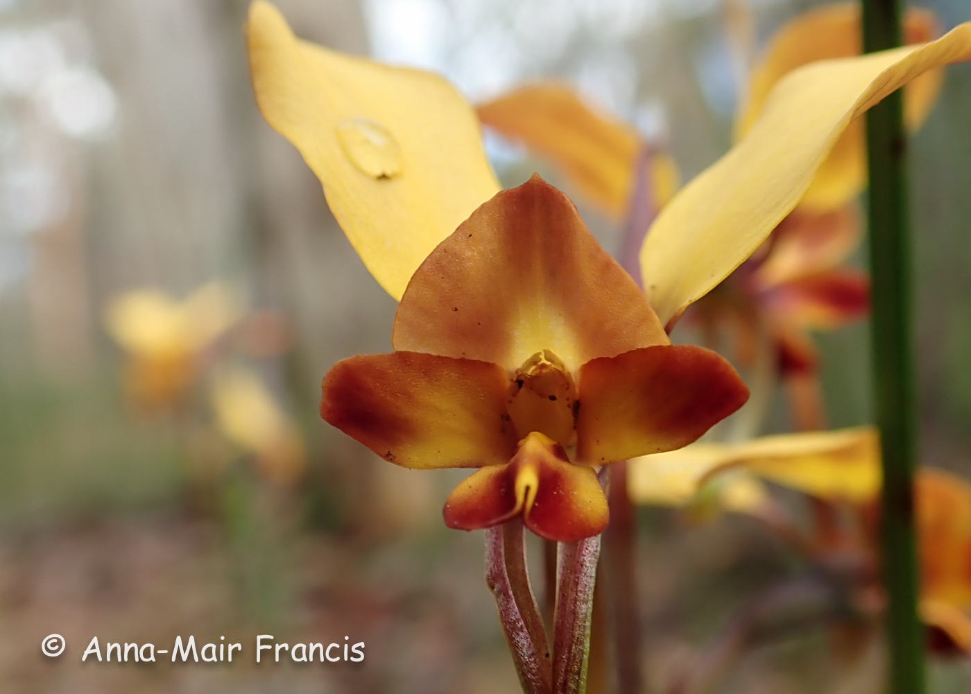 Half day Wildflower & Orchid Photographic Tour