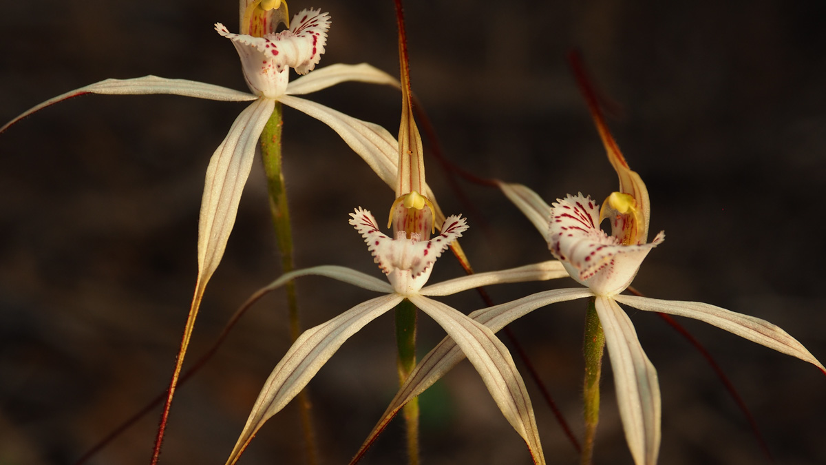 Half day Wildflower & Orchid Photographic Tour