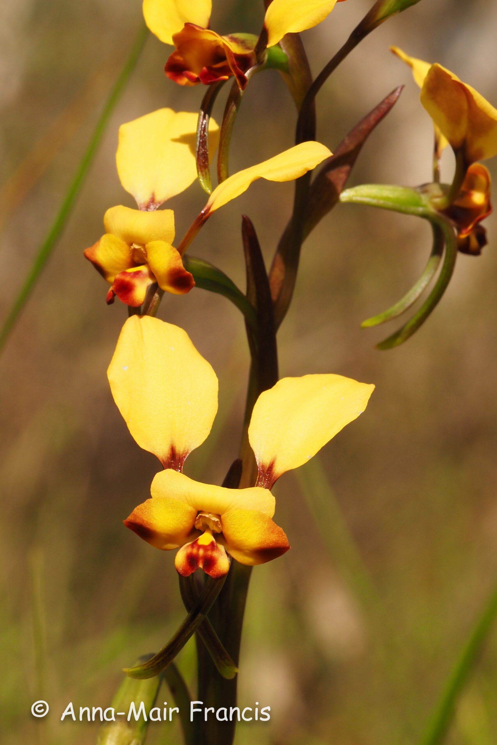 Dryandra Wildflowers and Wildlife Photographic Tour 3 day/2 nights