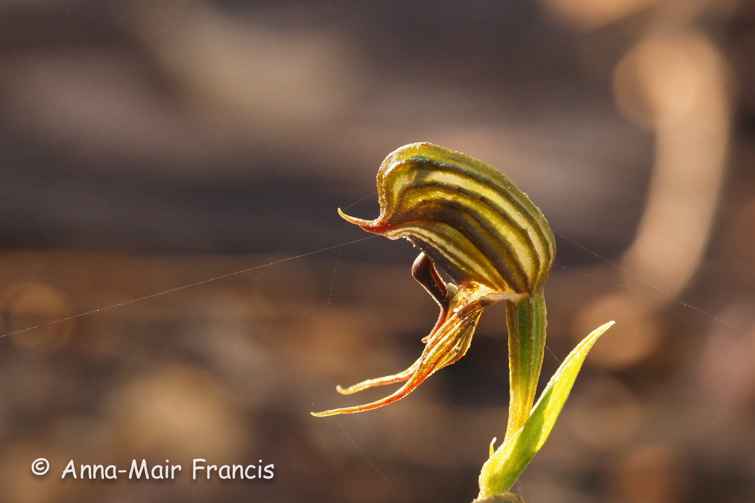 Half day Wildflower & Orchid Photographic Tour