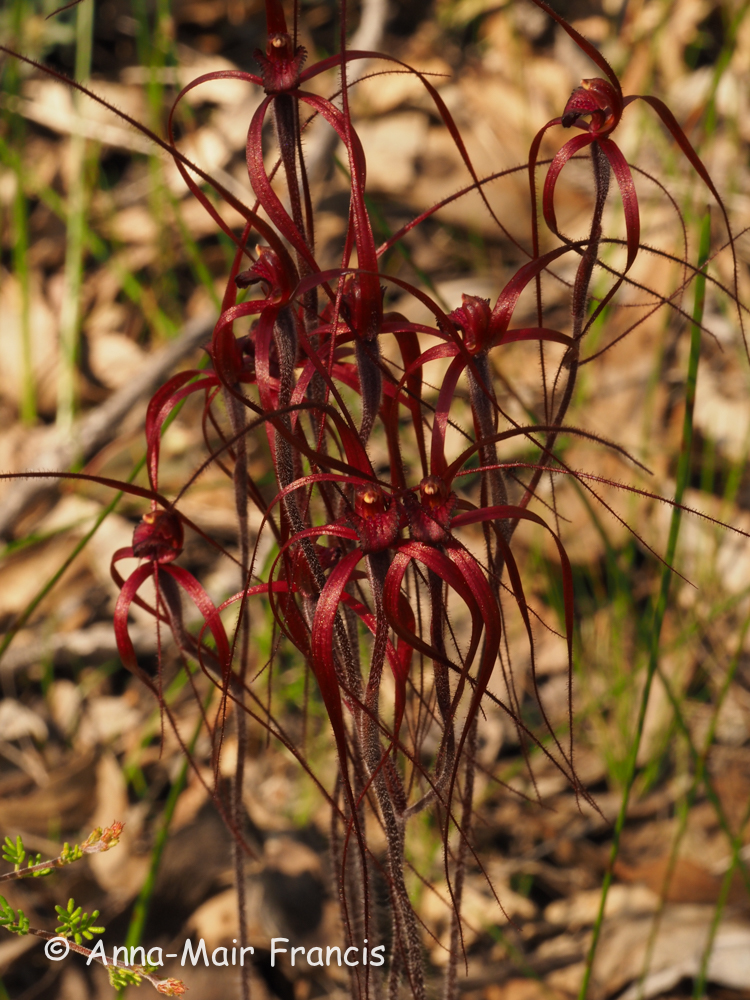 Half day Wildflower & Orchid Photographic Tour