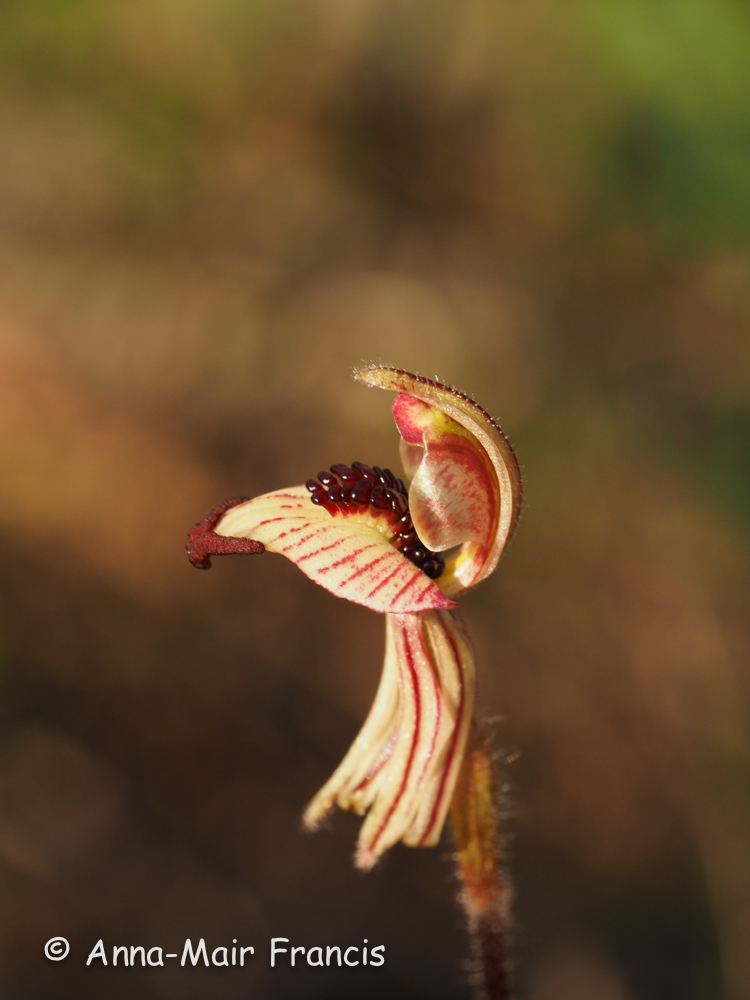 Half day Wildflower & Orchid Photographic Tour