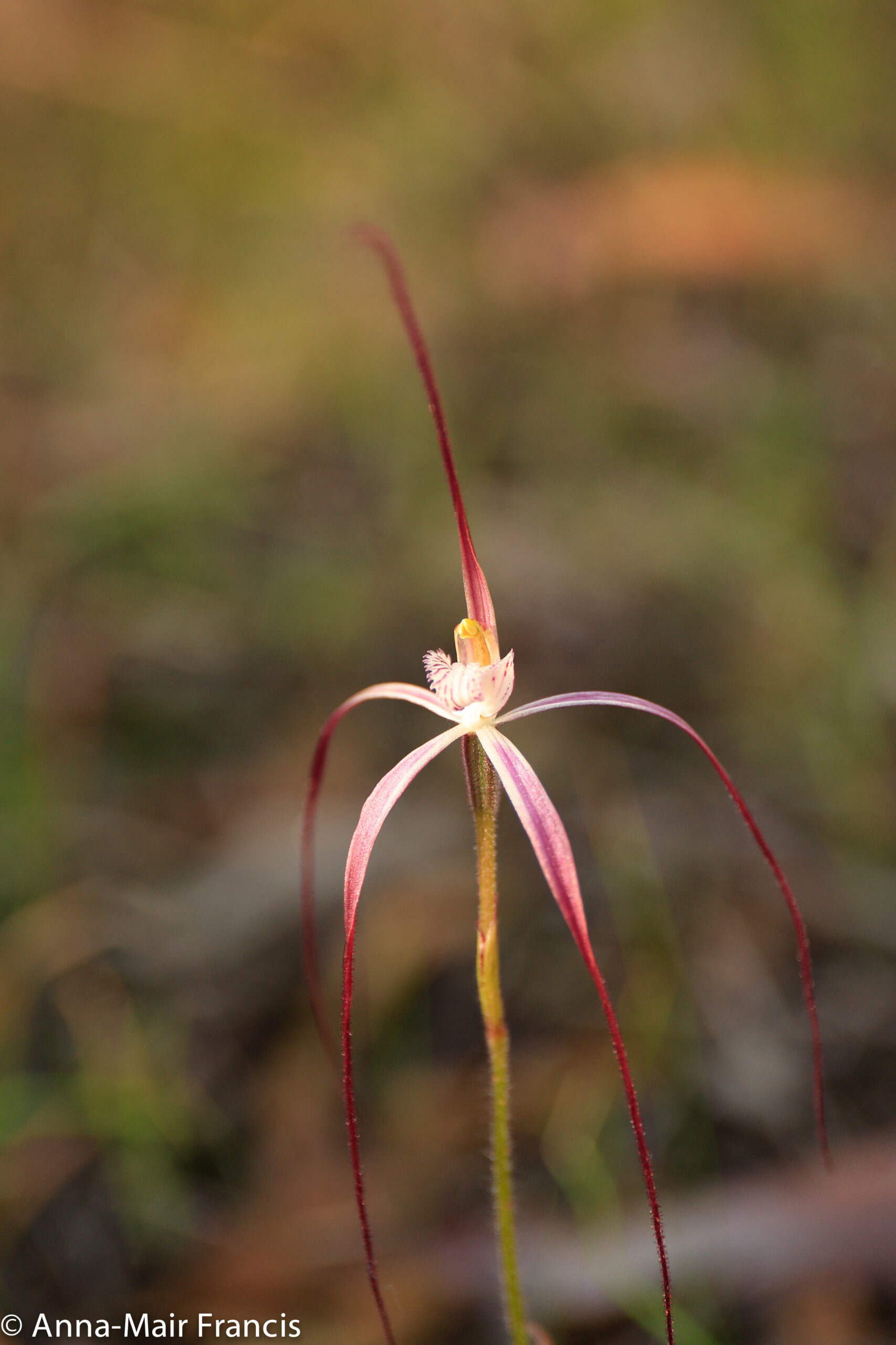 Dryandra Wildflowers and Wildlife Photographic Tour 3 day/2 nights