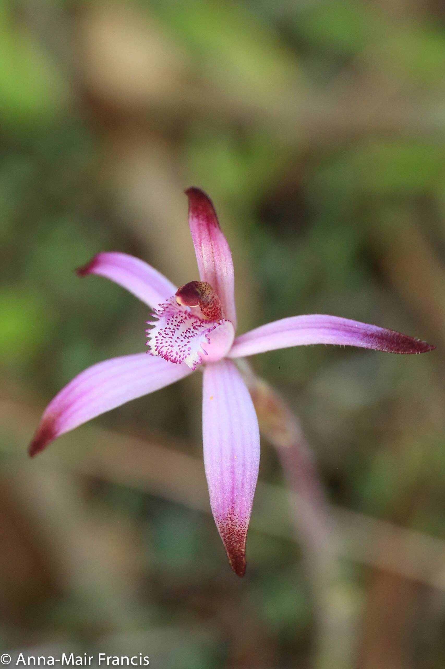 Dryandra Wildflowers and Wildlife Photographic Tour 3 day/2 nights