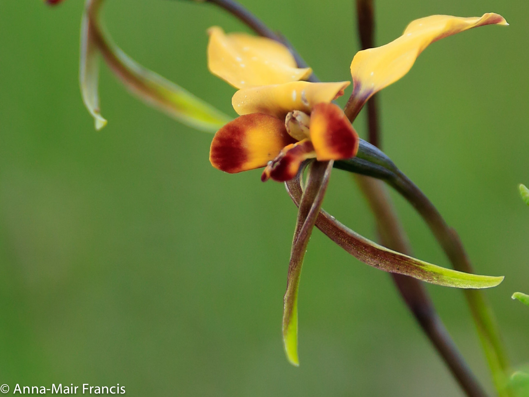 Dryandra Wildflowers and Wildlife Photographic Tour 3 day/2 nights