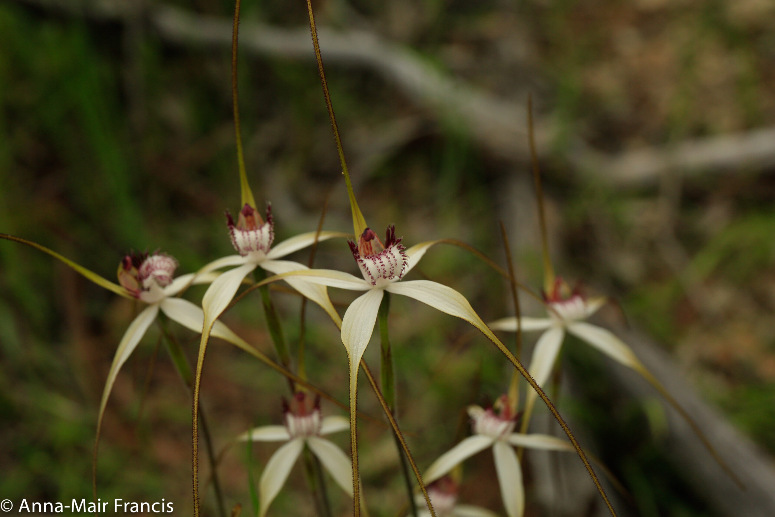 Dryandra Wildflowers and Wildlife Photographic Tour 3 day/2 nights