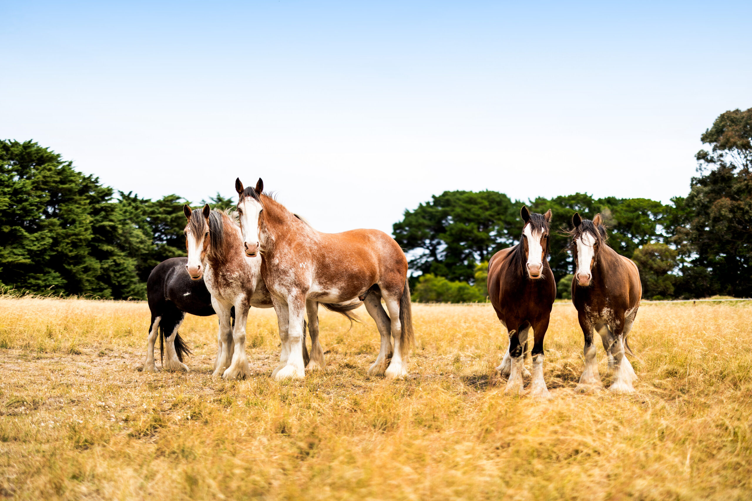 Behind the Scenes with the Clydesdales of the Victor Harbor Tramway