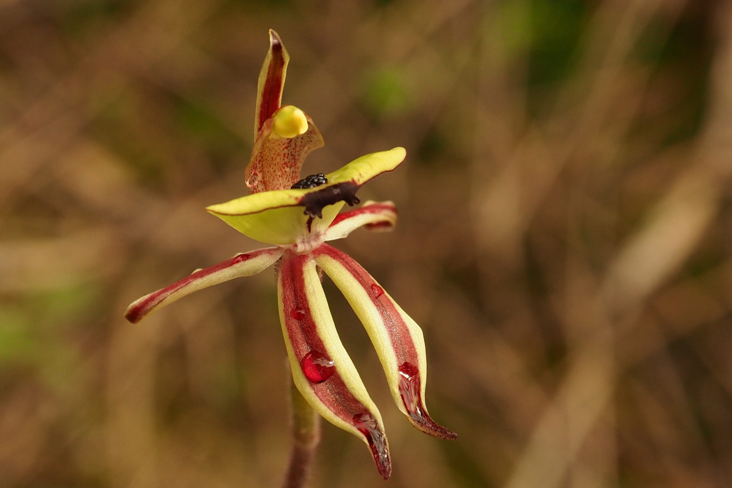 Dryandra Wildflowers and Wildlife Photographic Tour 3 day/2 nights