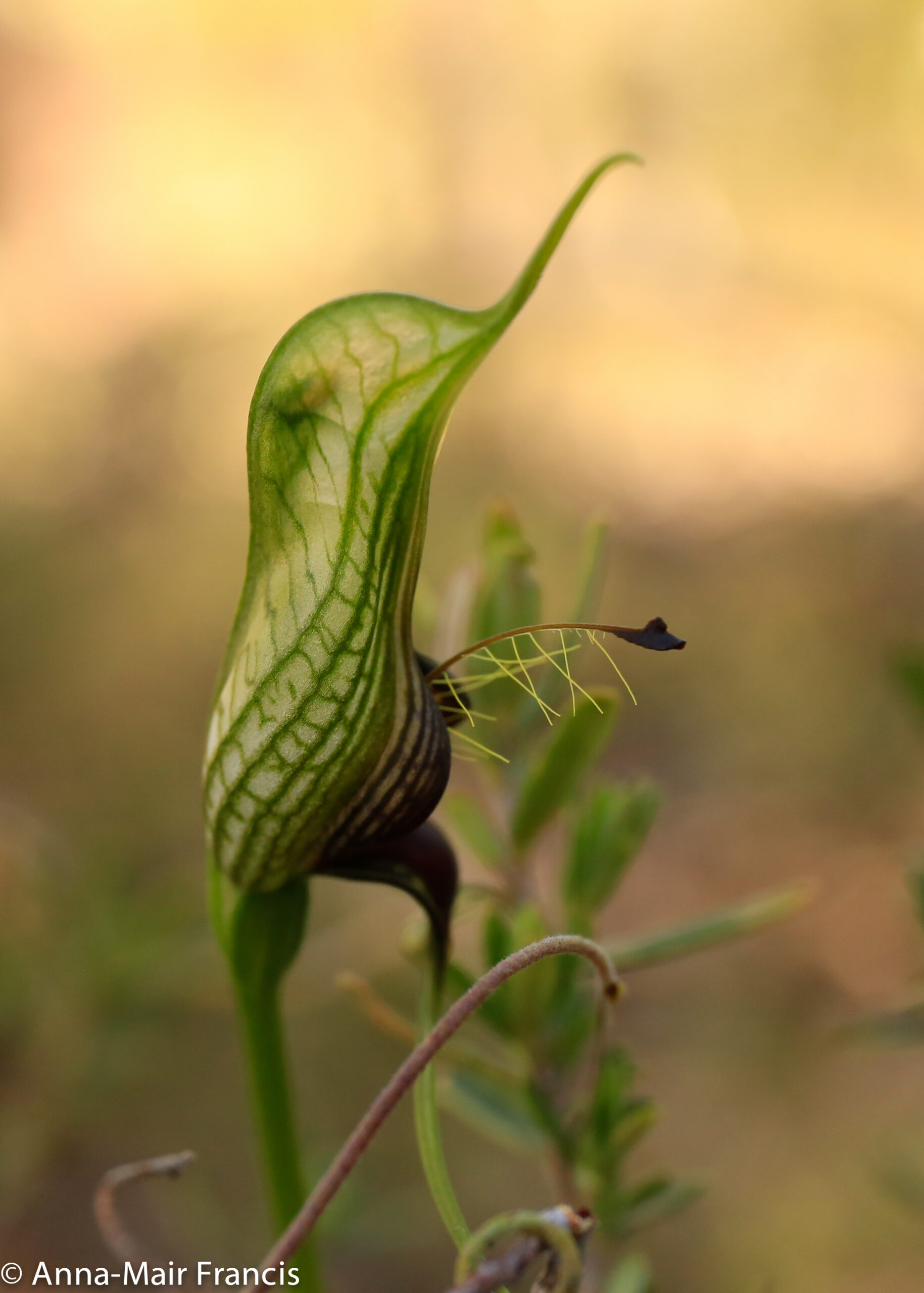 Dryandra Wildflowers and Wildlife Photographic Tour 3 day/2 nights