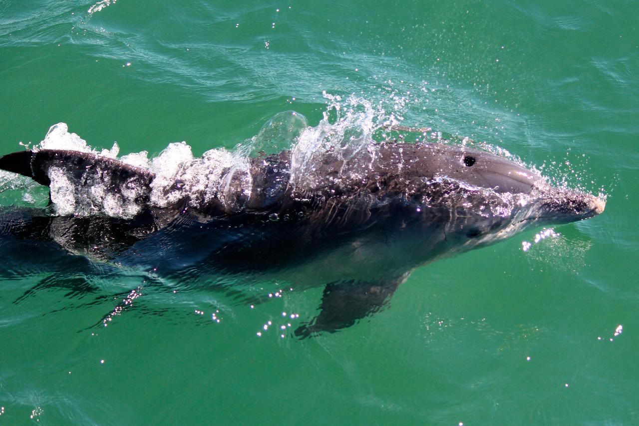 Animal Lovers day tour, departing Newcastle