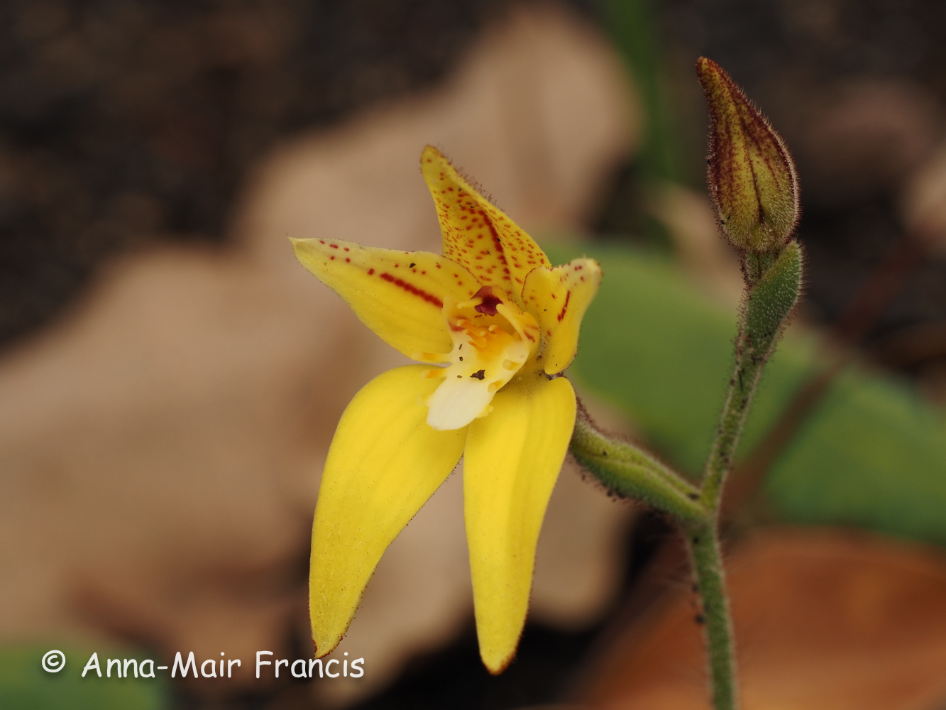 Half day Wildflower & Orchid Photographic Tour