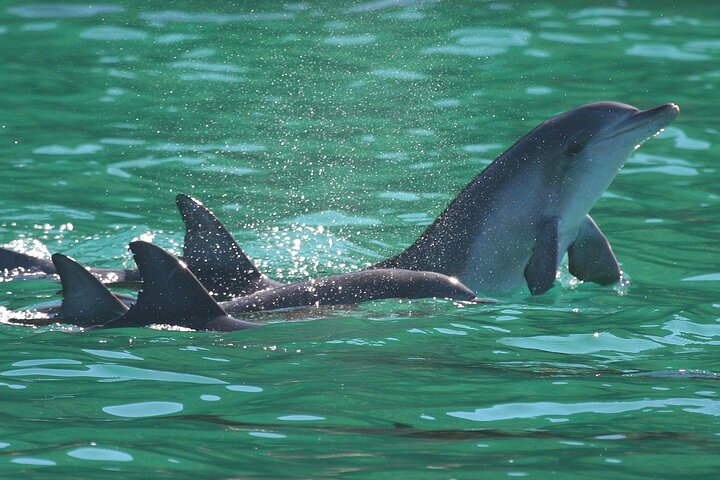 Animal Lovers day tour, departing Newcastle