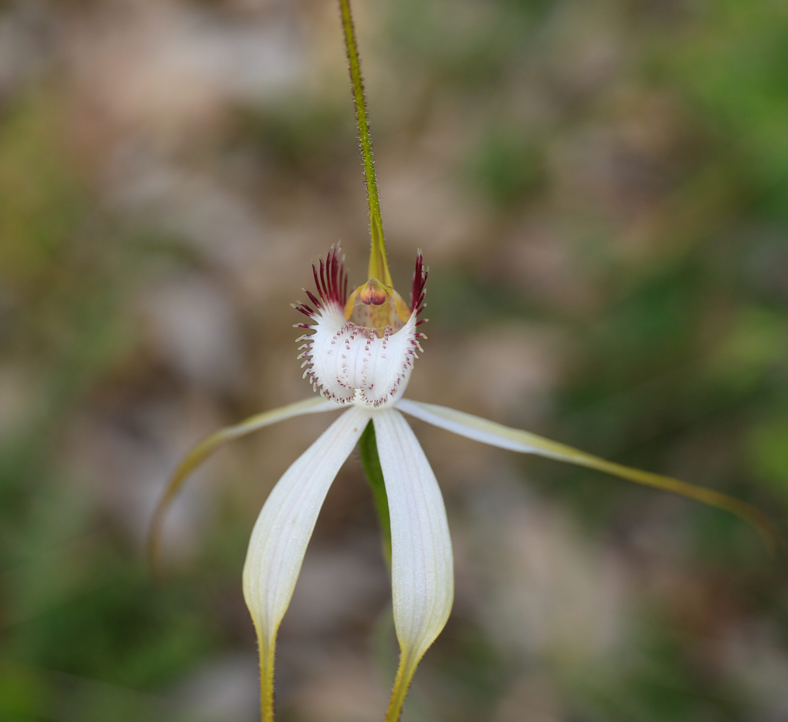 Dryandra Wildflowers and Wildlife Photographic Tour 3 day/2 nights