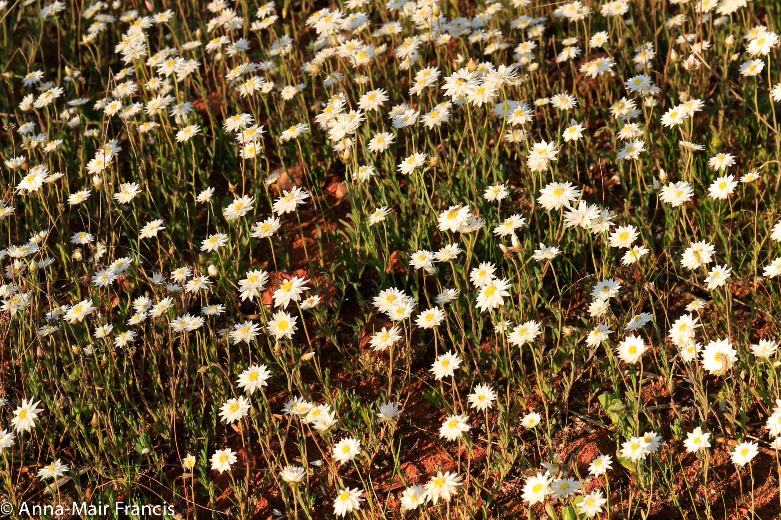 Half day Wildflower & Orchid Photographic Tour