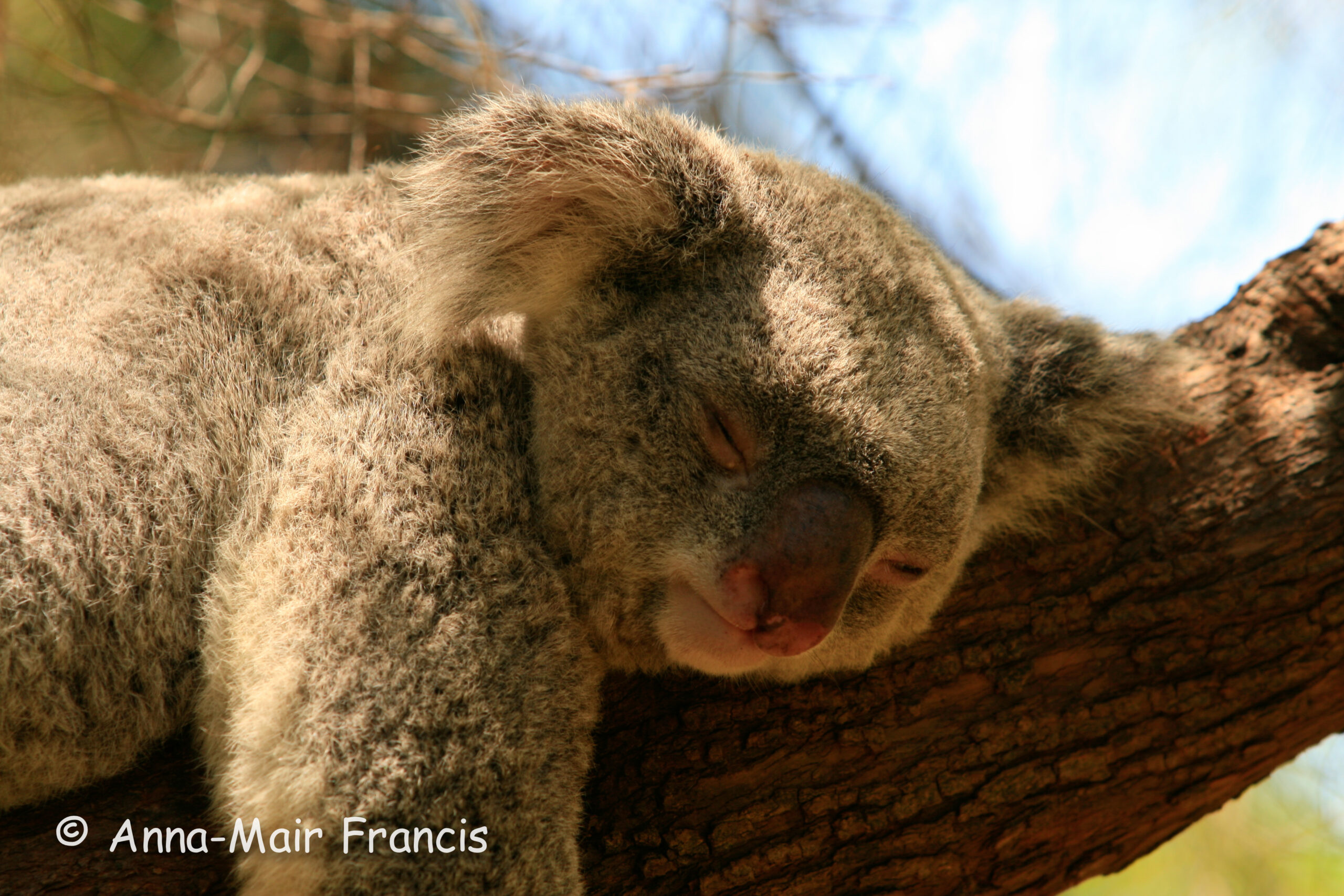 Private Photographic Day Tour of Yanchep and Pinnacles National Parks