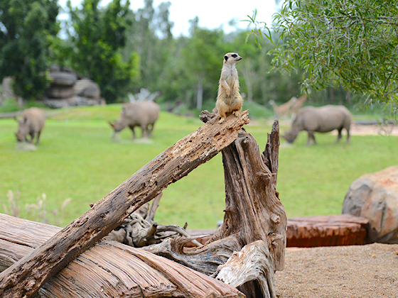 Australia Zoo - Glass House Mountains Combo