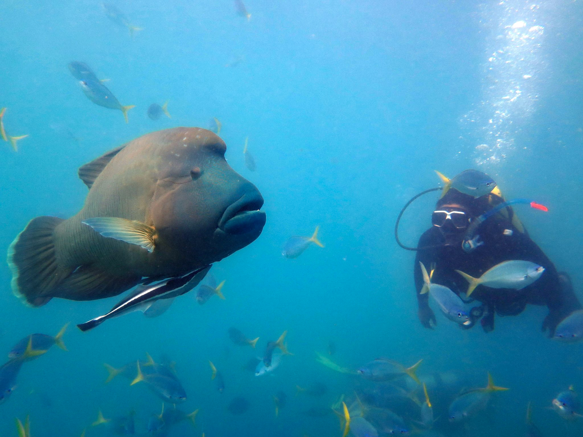 2-Tank Scuba Tour - Whitsunday Islands