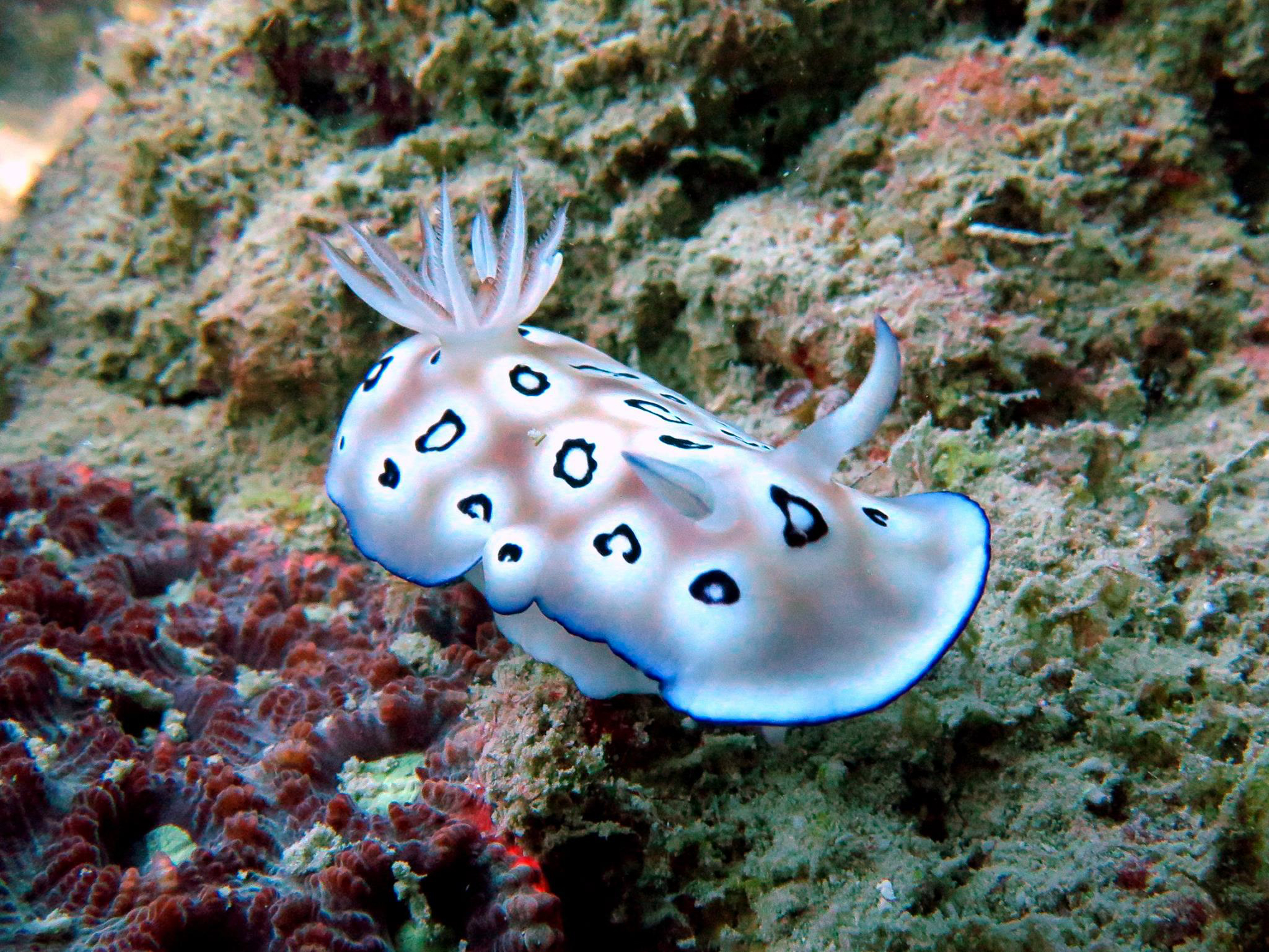 2-Tank Scuba Tour - Whitsunday Islands