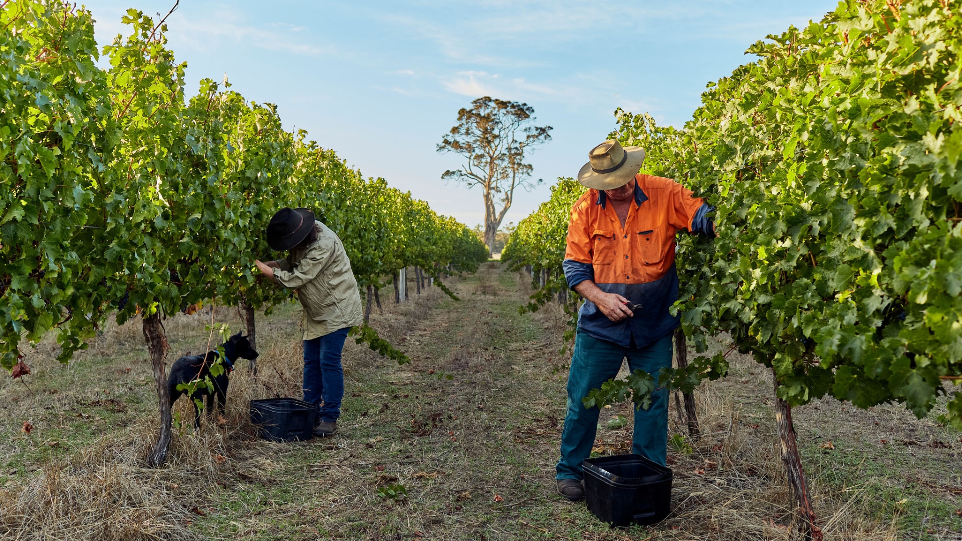 Behind the Scenes Winemaking Experience