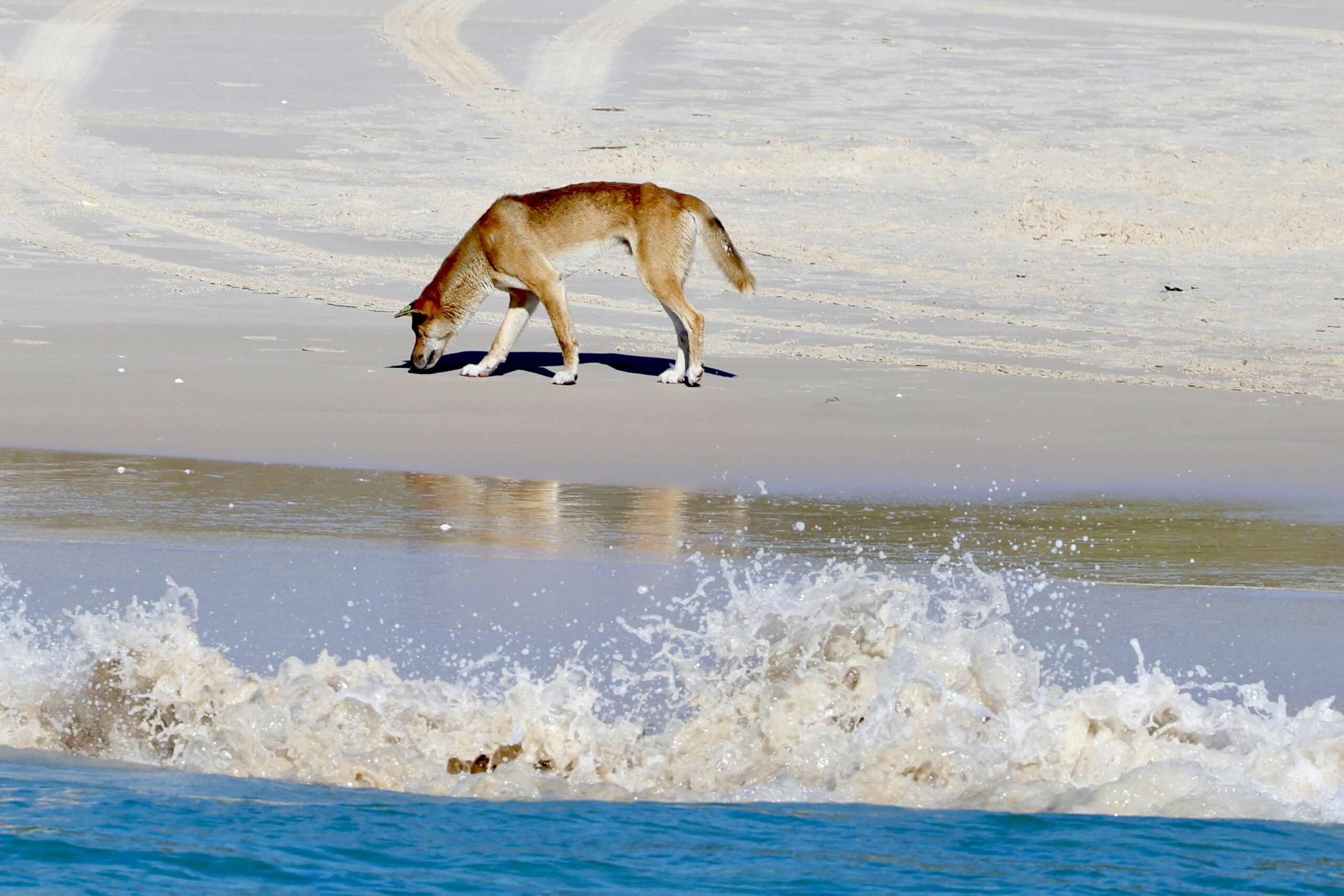 K’gari Island Cruise Tour with Whale Search and Lunch – 5 hours