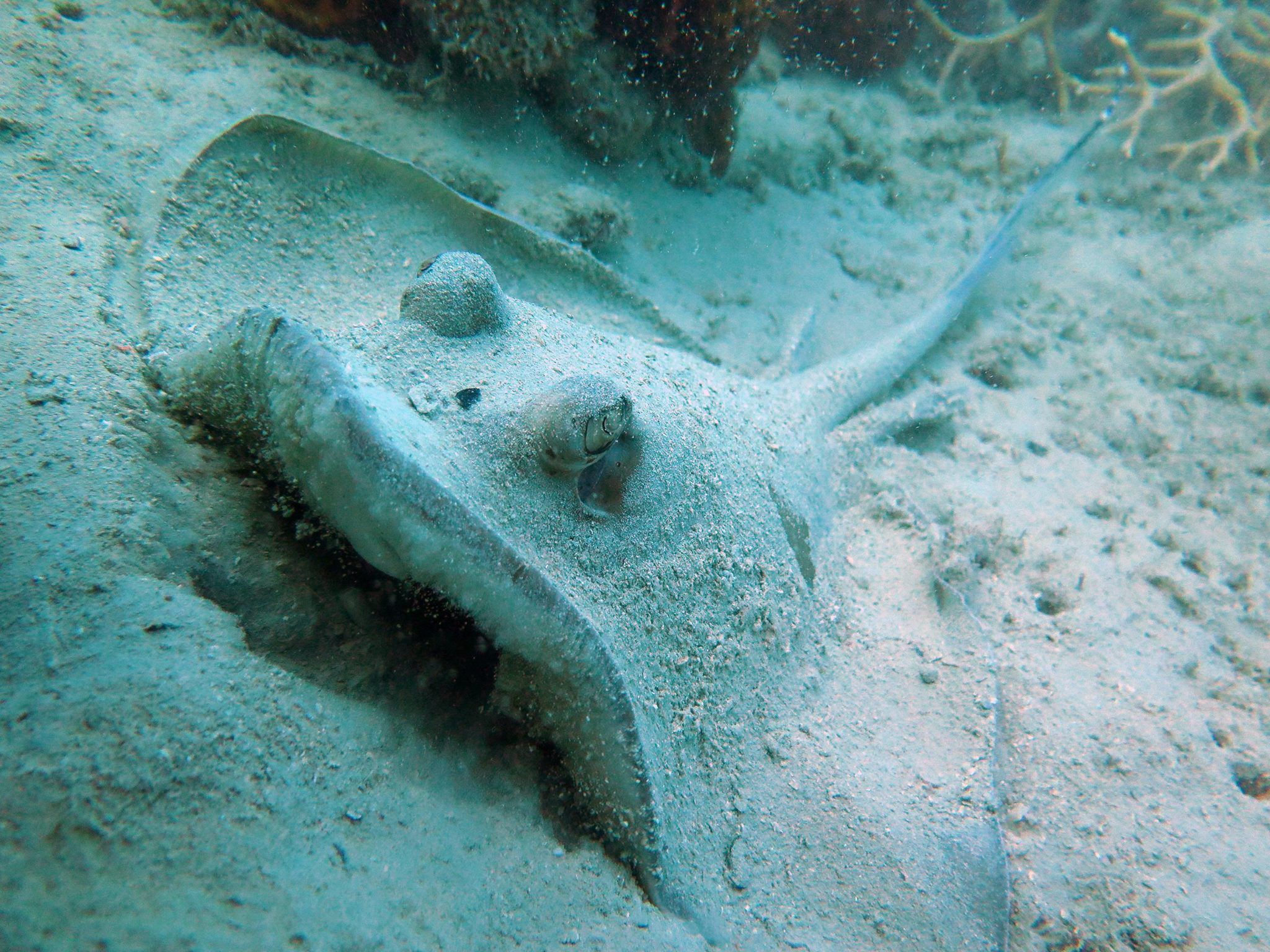 2-Tank Scuba Tour - Whitsunday Islands