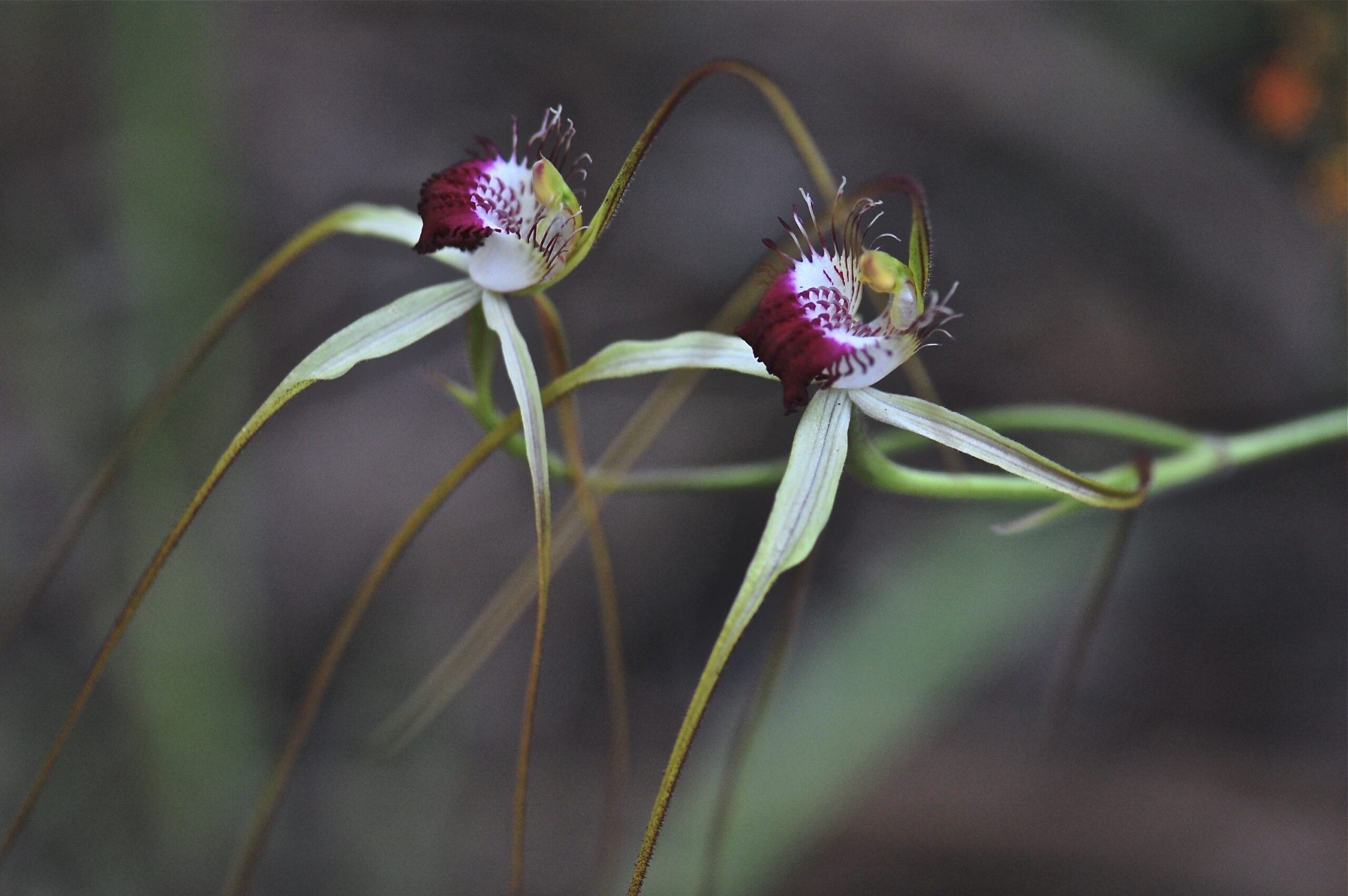 Copy of Wildflower and Orchid  Half day tour