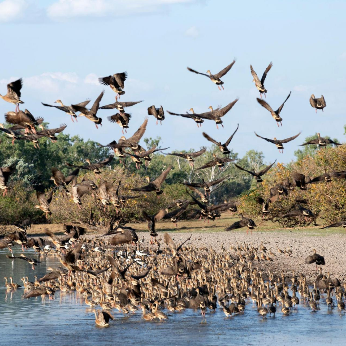 Bullo River Station Ground Transfer: 4WD/ Tour/ Transfer