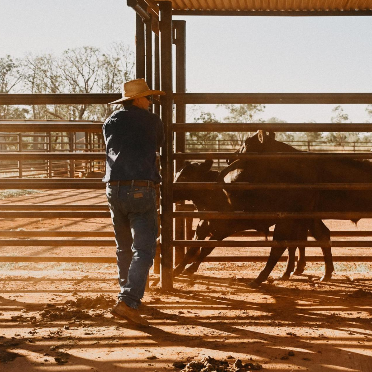 Bullo River Station Ground Transfer: 4WD/ Tour/ Transfer