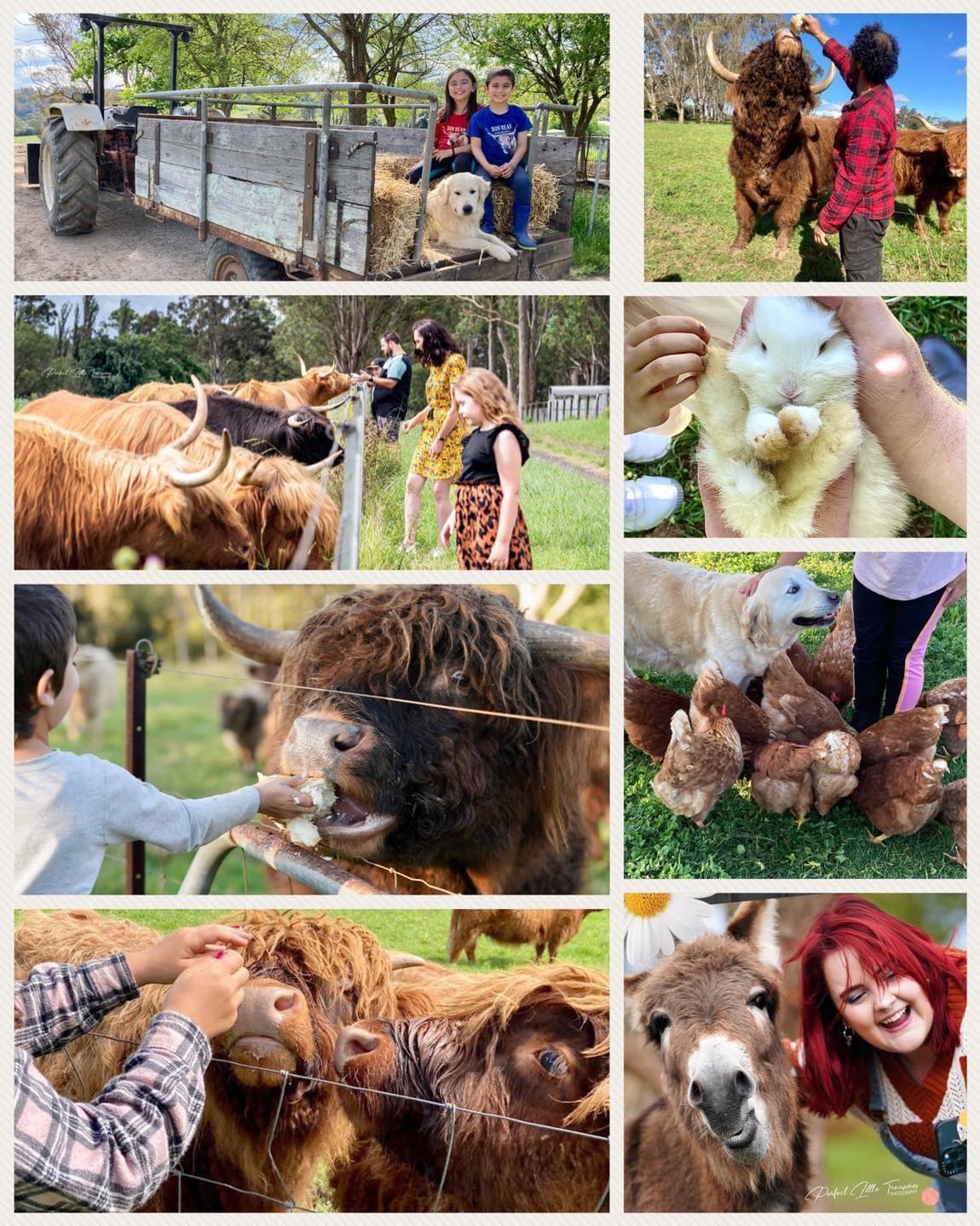 Bon Rean Highlands Farm Experience