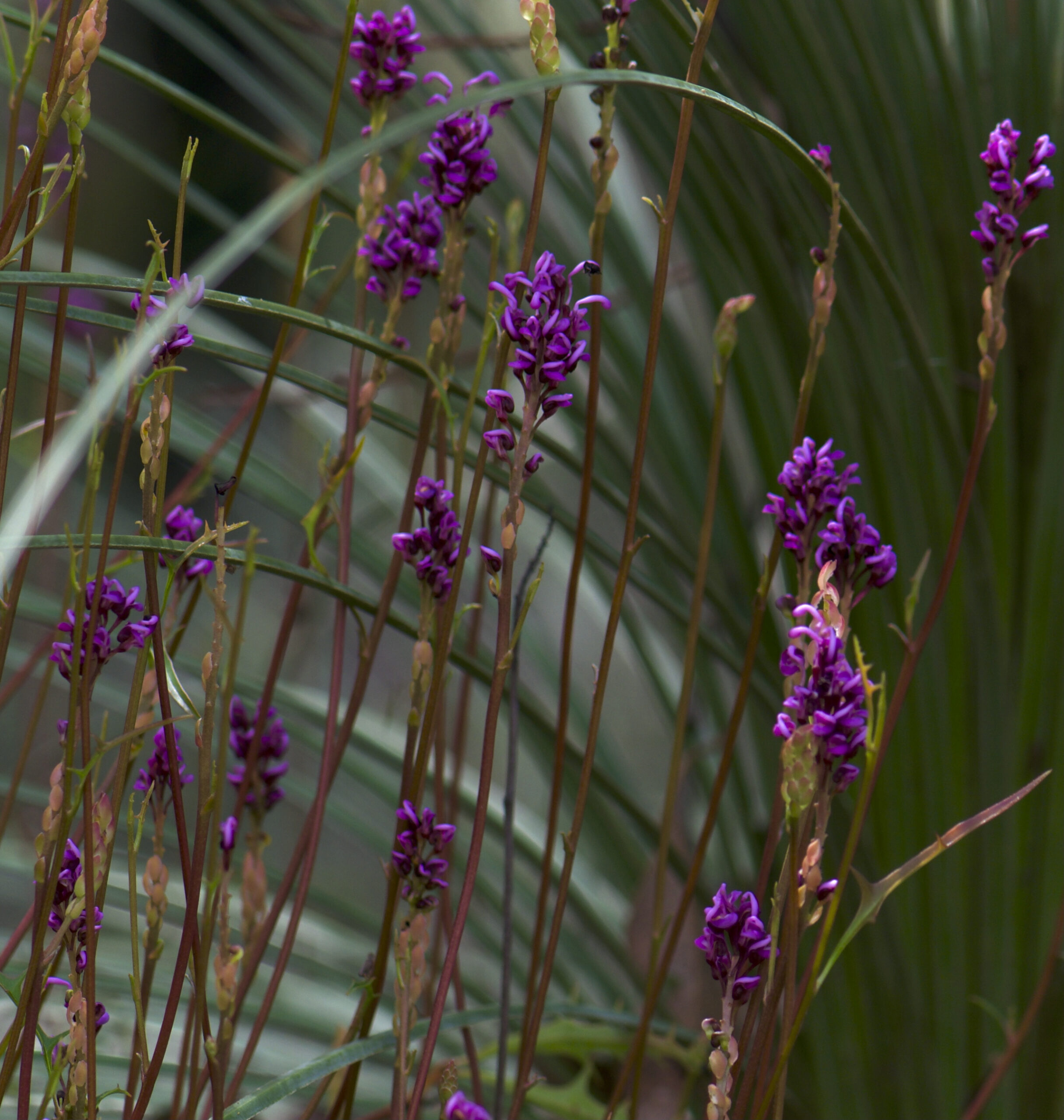 Copy of Wildflower and Orchid  Half day tour