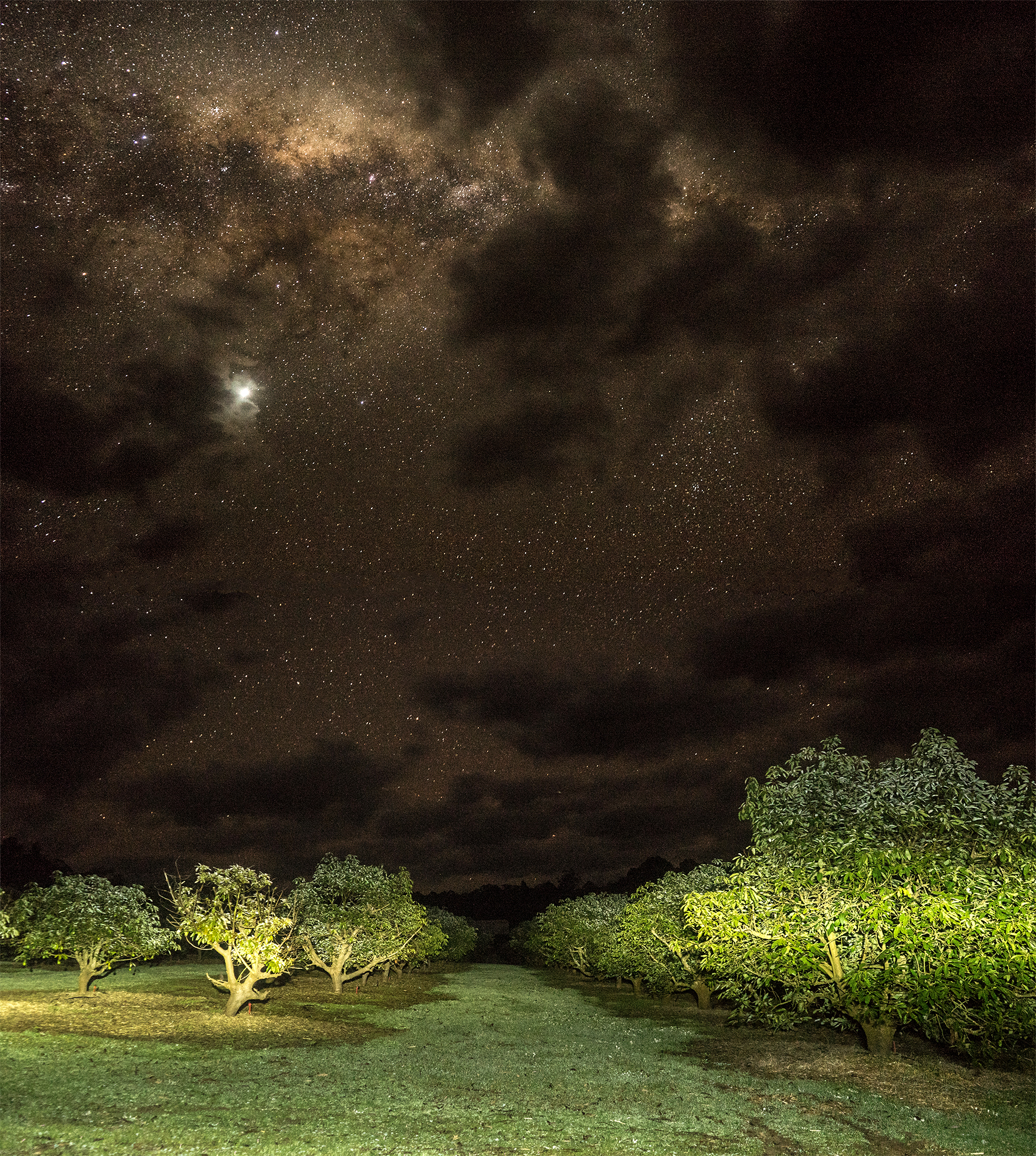 Star Gazing at Jaspers Tree