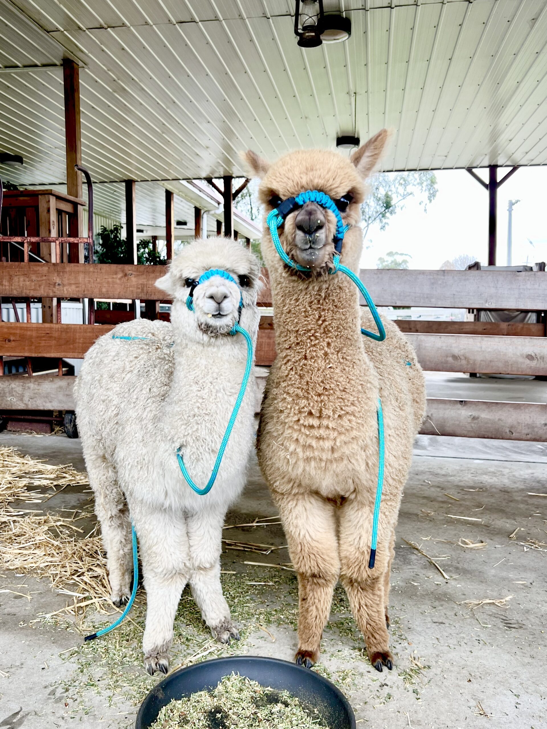 Creswick Wool Heritage and Animal Farm Experience