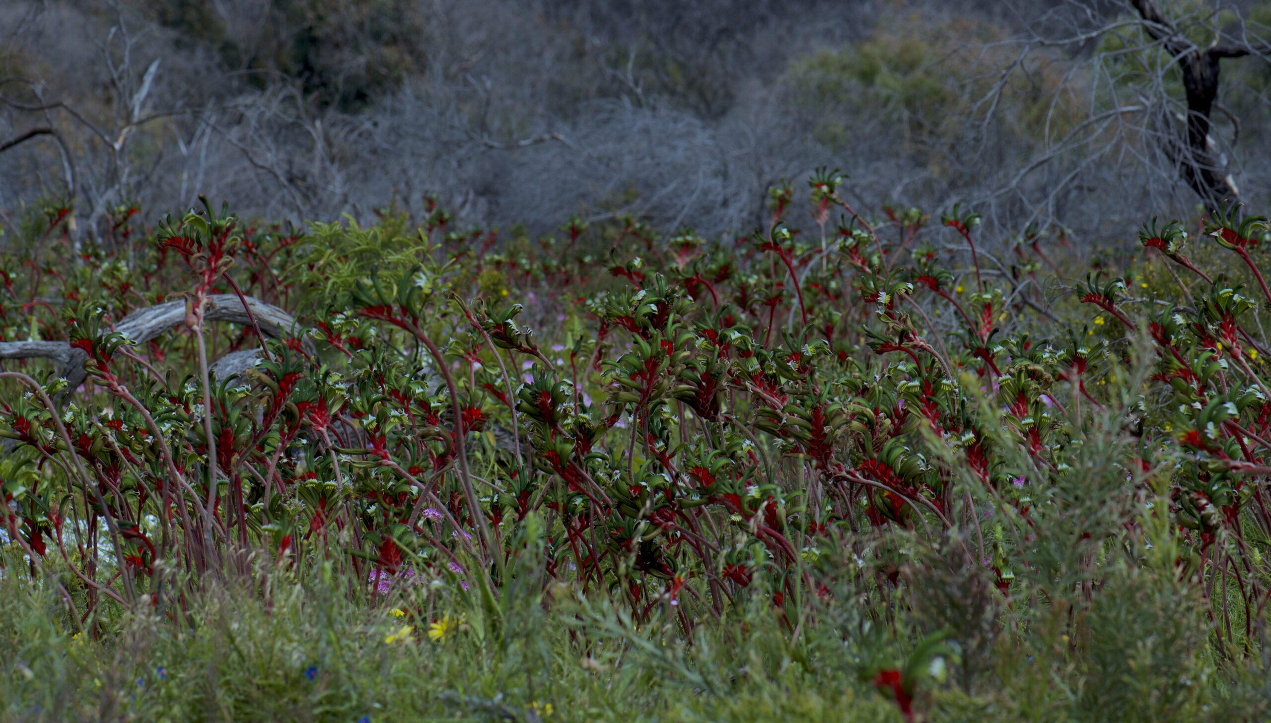 Copy of Wildflower and Orchid  Half day tour