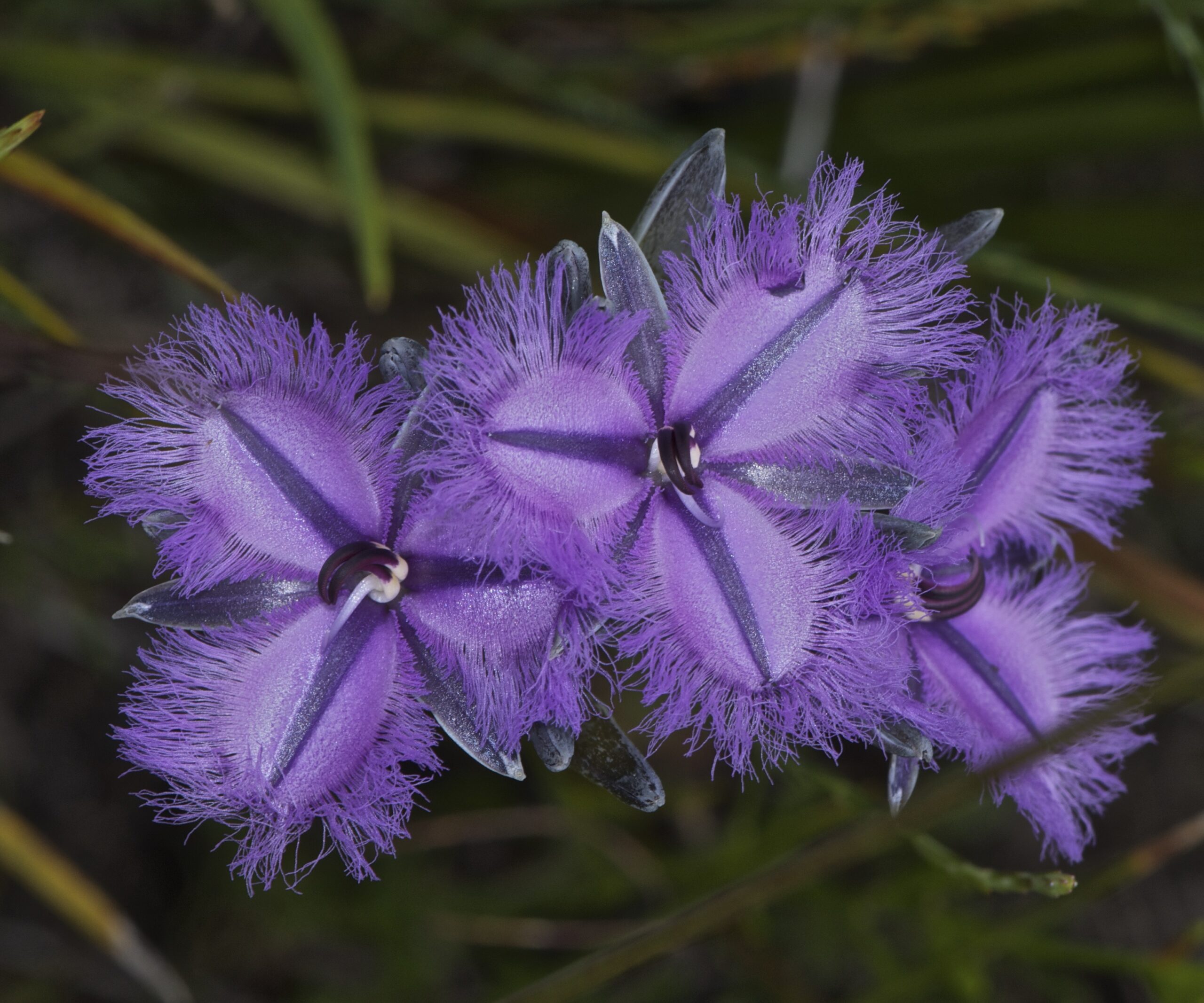 Copy of Wildflower and Orchid  Half day tour