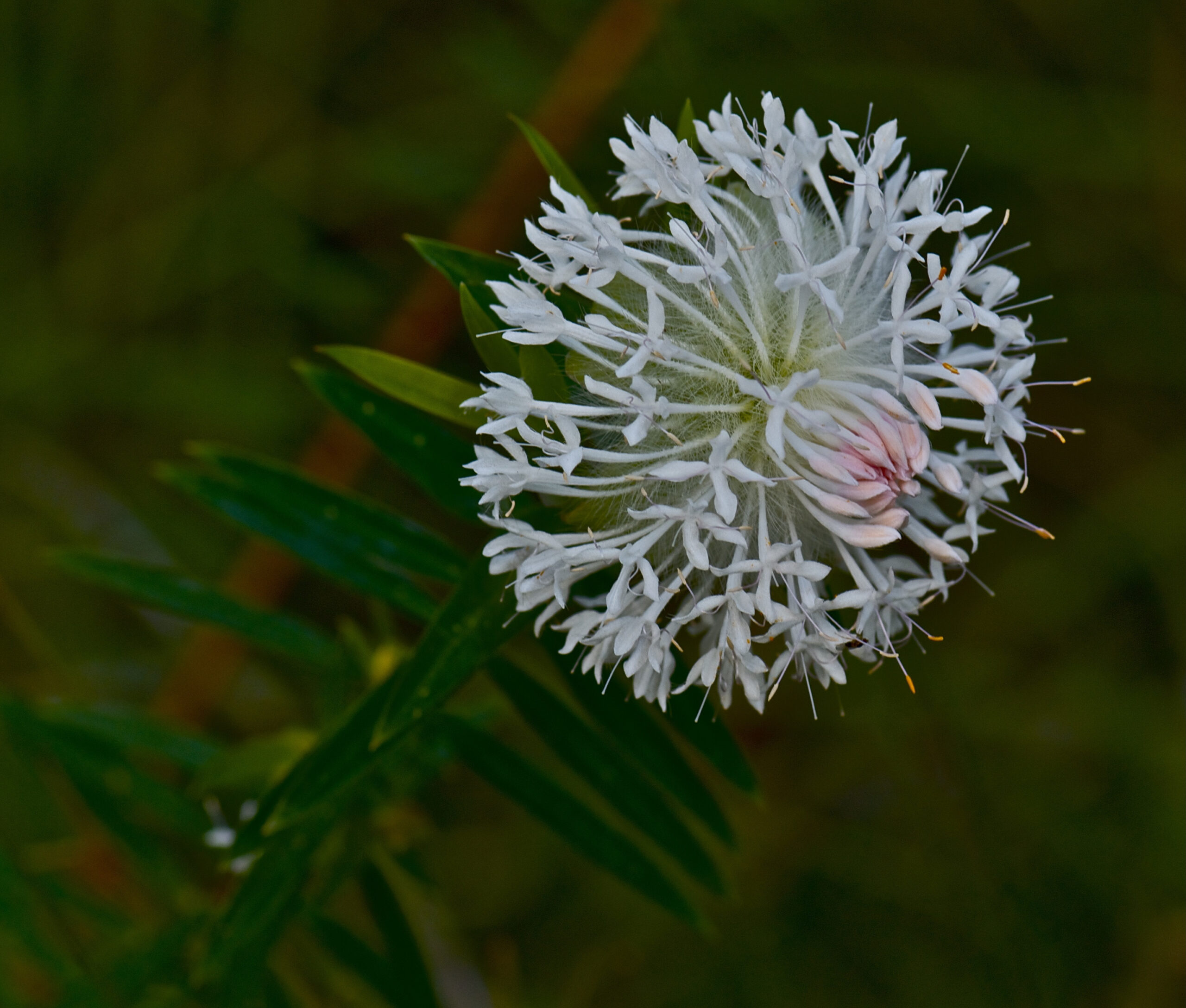 Copy of Wildflower and Orchid  Half day tour