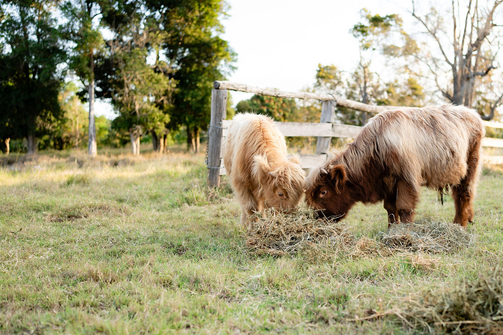 Highland Hideaway Farm Tour