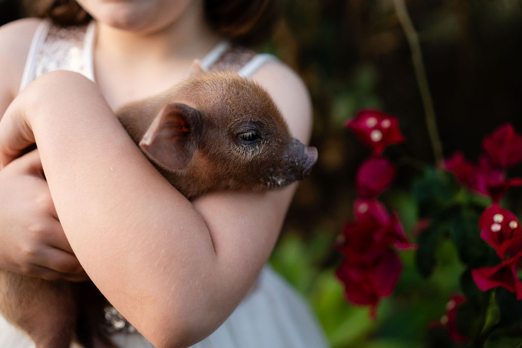 Highland Hideaway Farm Tour