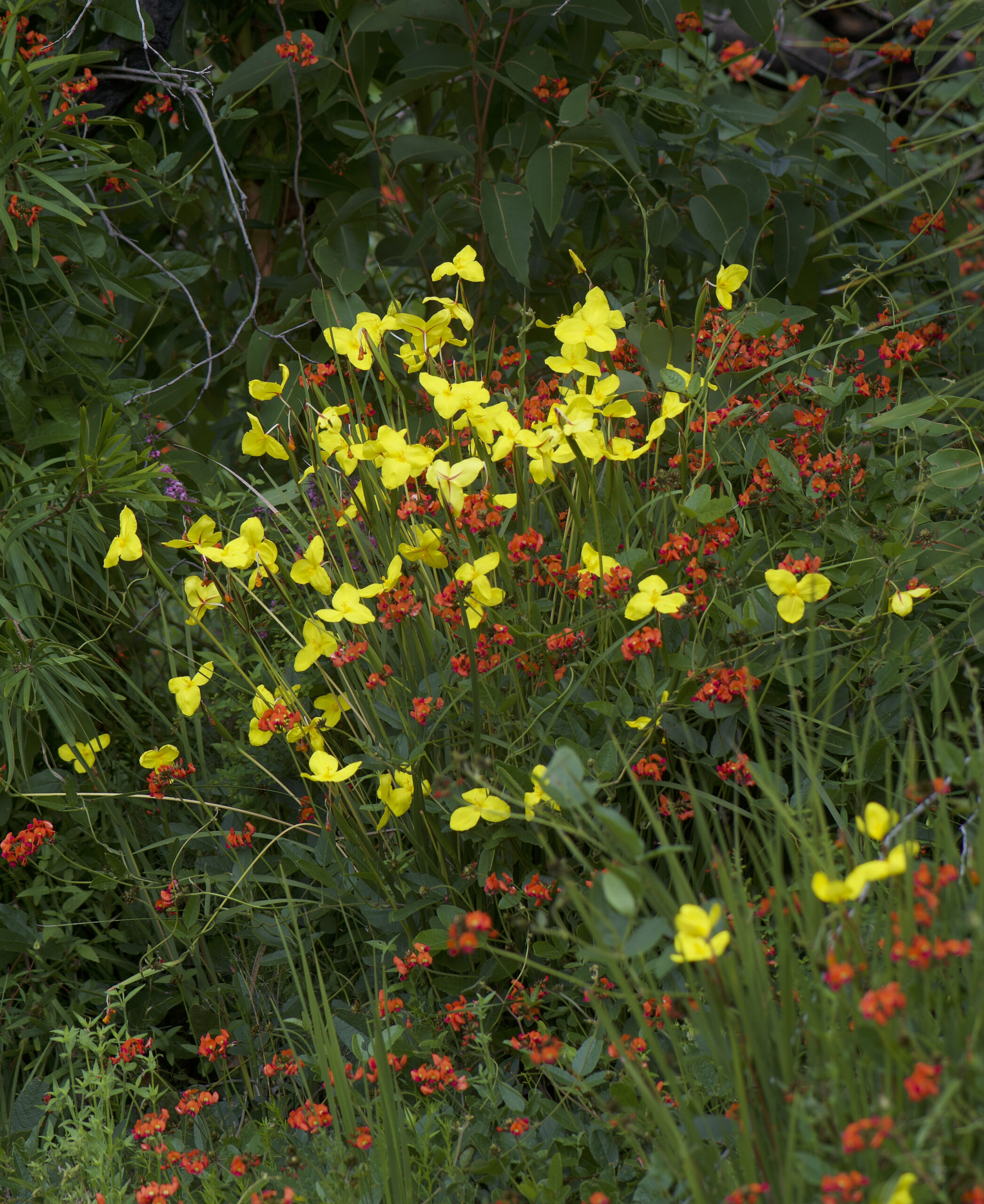 Copy of Wildflower and Orchid  Half day tour