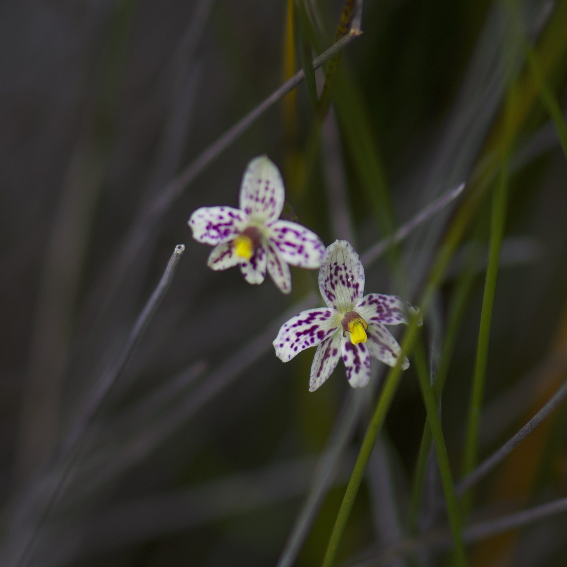 Copy of Wildflower and Orchid  Half day tour