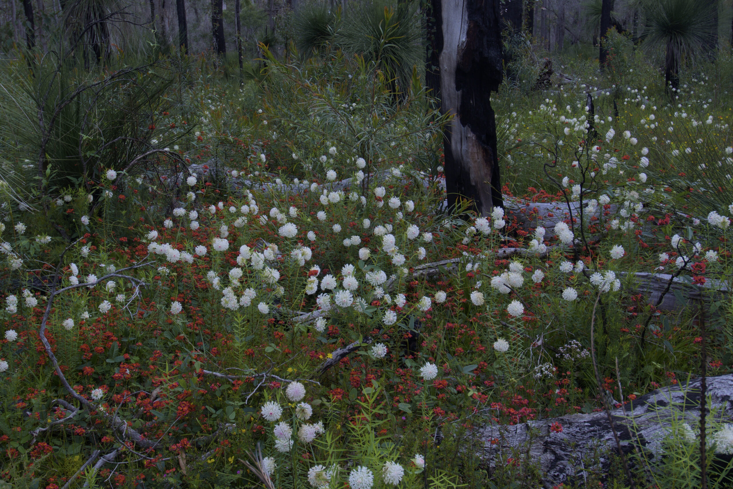 Copy of Wildflower and Orchid  Half day tour