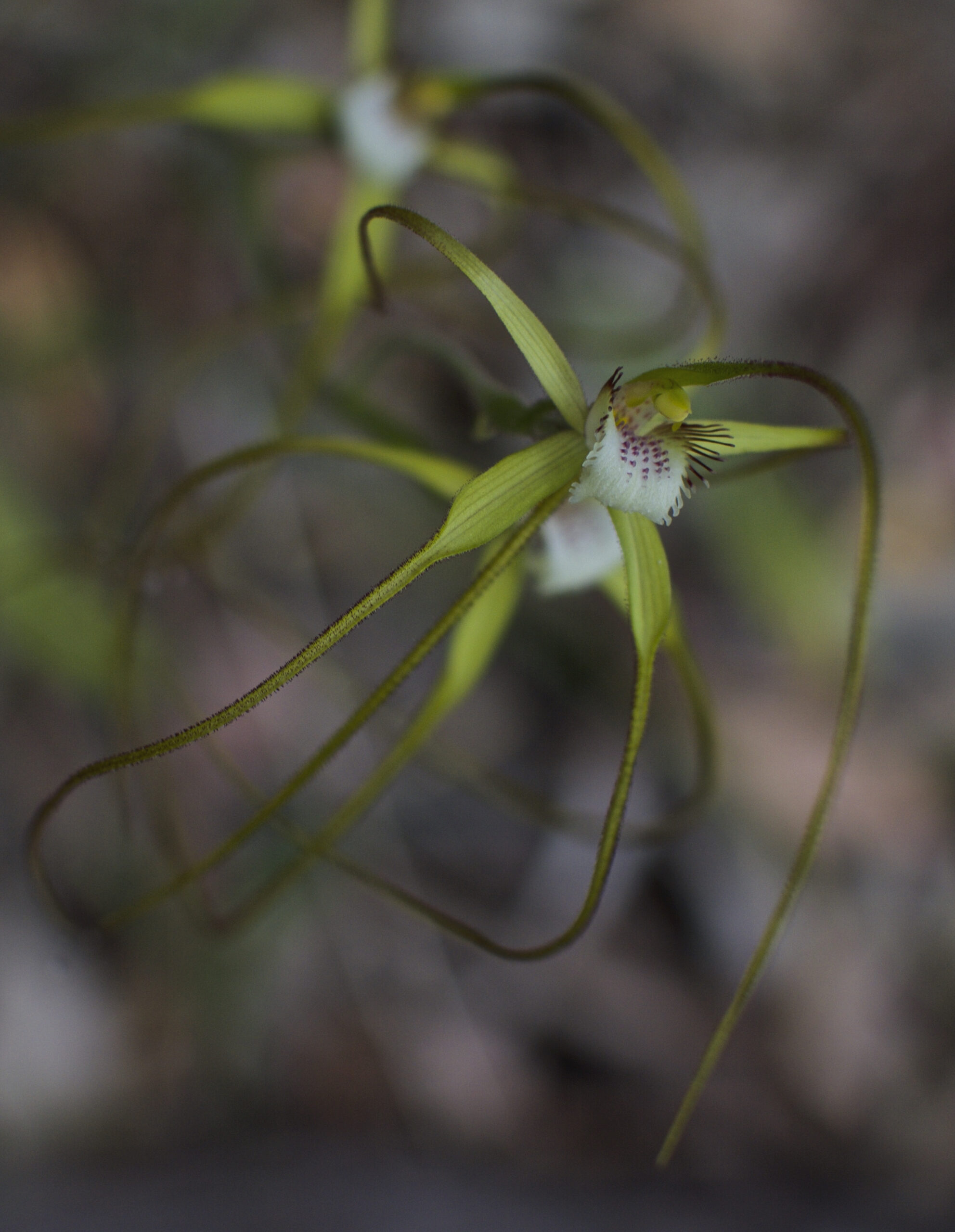 Copy of Wildflower and Orchid  Half day tour