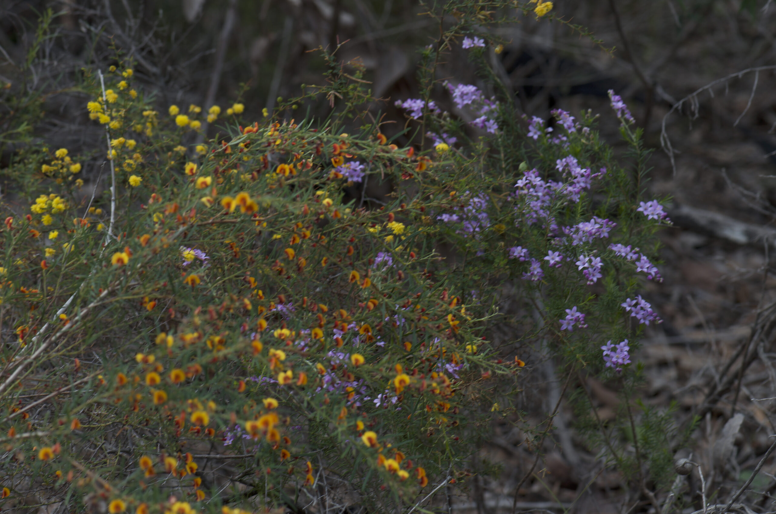 Copy of Wildflower and Orchid  Half day tour