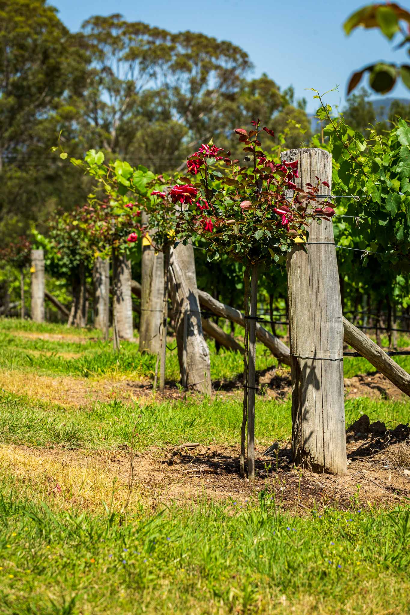 Luxury Hunter Valley Mercedes Escape Tour