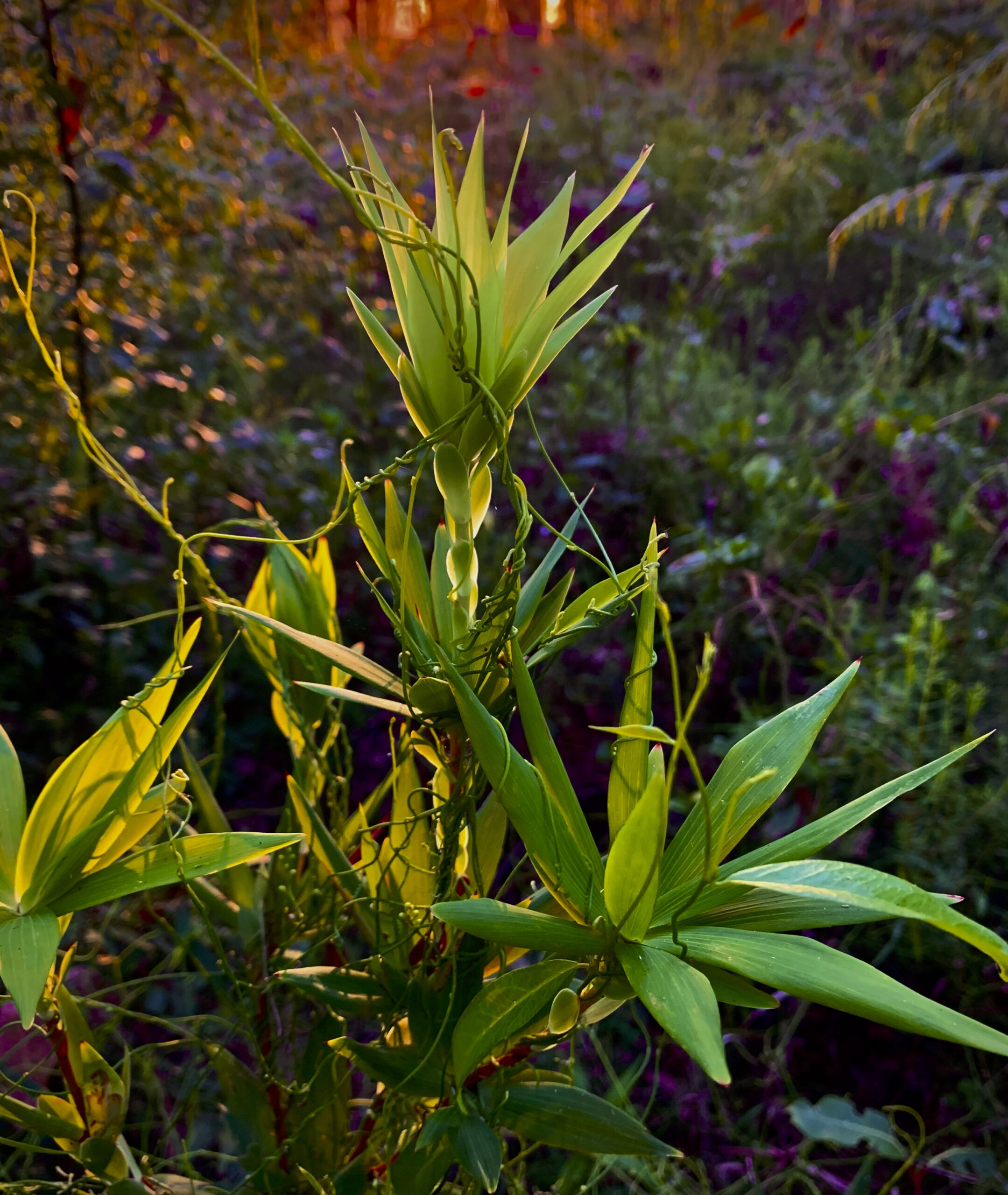 Copy of Wildflower and Orchid  Half day tour